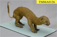 藏品(黃鼠狼)的圖片